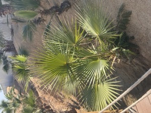 Day 4 ~ Playa El Chileno ~ San José del Cabo