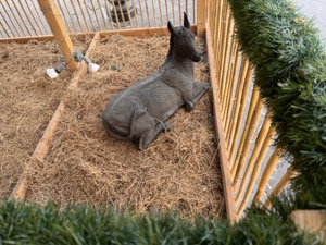 Day 4 ~ Plaza Mijares ~ San José del Cabo