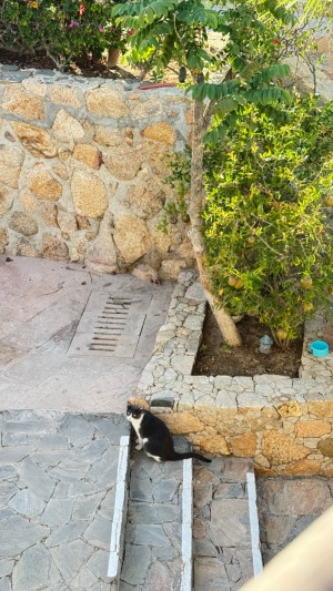 Day 1 ~ Luna Gato ~ Castillo Blarney Inn