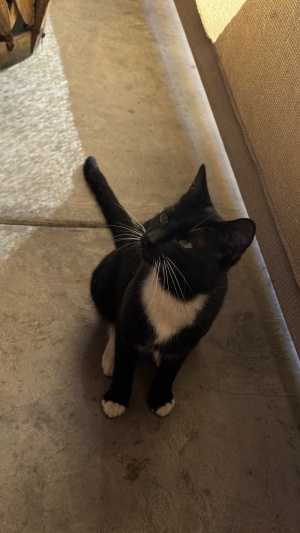 Day 2 ~ Gato named Victor ~ Claro Fish Jr.