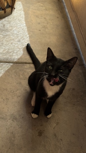 Day 2 ~ Gato named Victor ~ Claro Fish Jr.