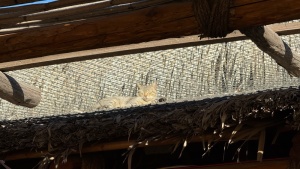 Day 2 ~ Gato named T... ~ Claro Fish Jr.