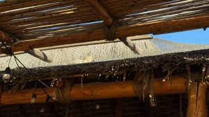 Day 2 ~ Gato named T... ~ Claro Fish Jr.