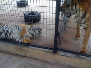 Big Cats Sanctuary ~ Eureka Springs, Arkansas
