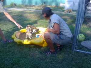 Big Cats Sanctuary ~ Eureka Springs, Arkansas