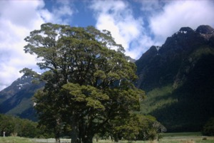 Bus Tour ~ Queenstown, New Zealand