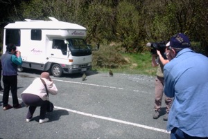 Bus Tour -- Bird Watchers ~ Queenstown, New Zealand