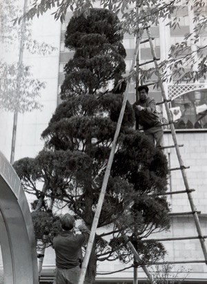 City ~ Trimming Tree ~ South Korea