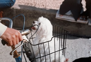 City ~ Dog in Basket ~ South Korea