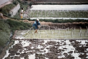 Country ~ Tending Crops ~ South Korea