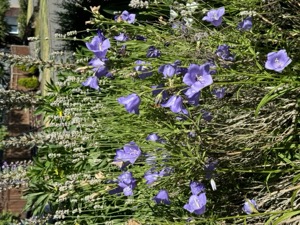 Day 5 ~ Exploring ~ West Seattle