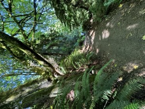 Day 5 ~ Exploring ~ West Seattle