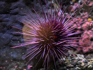 Day 3 ~ Aquarium ~ Seattle