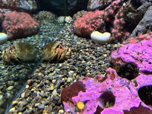 Day 3 ~ Aquarium ~ Seattle