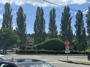 Day 3 ~ Shrub Art ~ Fremont