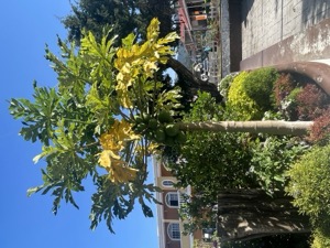 Day 6 ~ Exploring ~ Boquete, Chiriquí