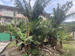 Day 6 ~ Exploring ~ Boquete, Chiriquí