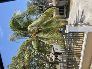 Day 3 ~ Exploring ~ Chitré, Panamá