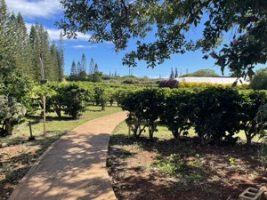 Set 1 ~ Kauaʻi Coffee ~ Kauaʻi, Hawaiʻi