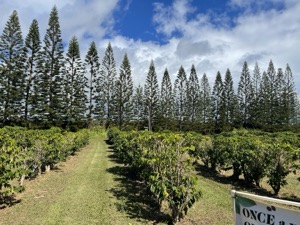 Set 1 ~ Kauaʻi Coffee ~ Kauaʻi, Hawaiʻi