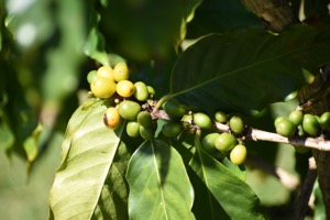 Set 1 ~ Kauaʻi Coffee ~ Kauaʻi, Hawaiʻi