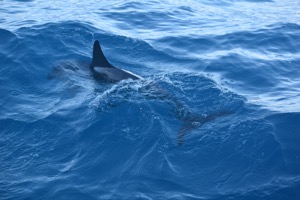 Set 2 ~ Blue Ocean Tour ~ Na Pali Coast