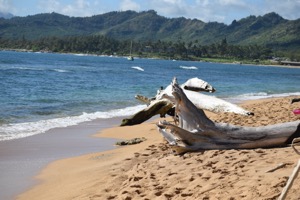 Set 2 ~ Beach Life ~ Kauaʻi, Hawaiʻi