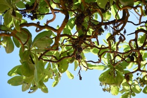 Set 2 ~ Beach Life ~ Kauaʻi, Hawaiʻi