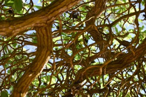 Set 2 ~ Beach Life ~ Kauaʻi, Hawaiʻi