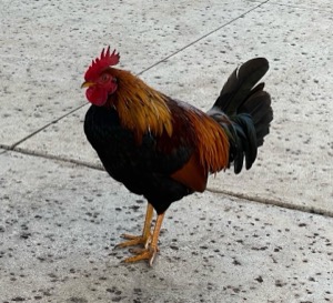 Set 3 ~ Island Native ~ Kauaʻi, Hawaiʻi