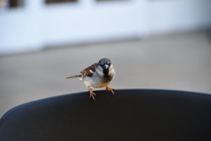 Set 3 ~ Island Native ~ Kauaʻi, Hawaiʻi