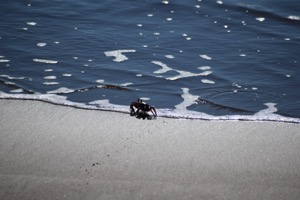 Set 3 ~ Island Native ~ Kauaʻi, Hawaiʻi