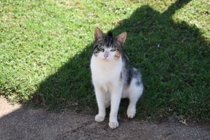 Set 3 ~ Island Native ~ Kauaʻi, Hawaiʻi