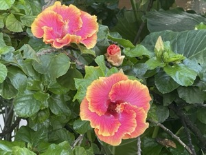 Set 1 ~ Waimea Canyon ~ Kauaʻi, Hawaiʻi