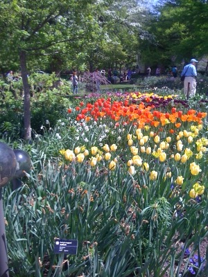 Field of Flowers ~ Missouri Botanical Gardens