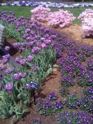 Purple Flowers ~ Missouri Botanical Gardens